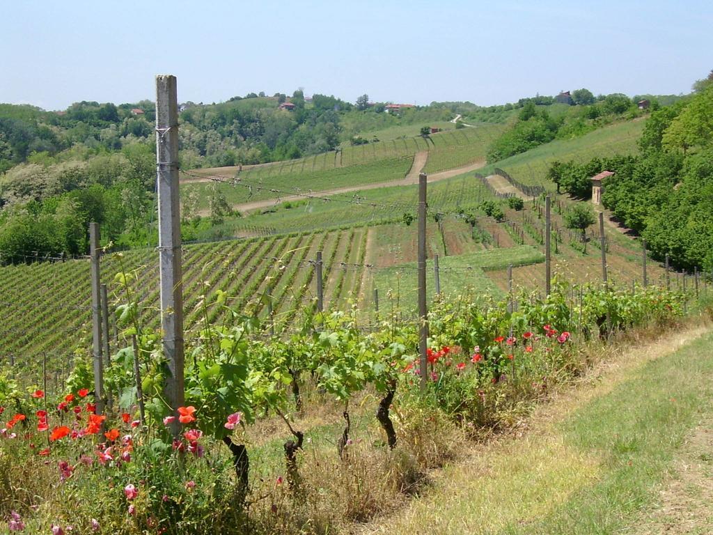 Cascina Rollone Villa Rocchetta Tanaro Dış mekan fotoğraf